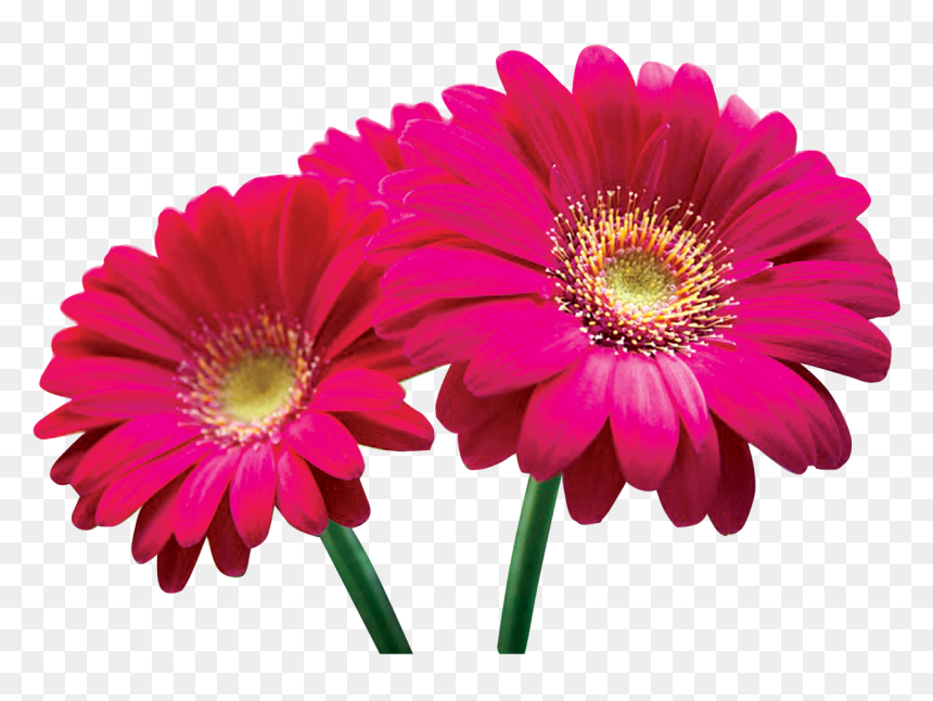 Love Poem In Tamil For Girlfriend, HD Png Download - png flowers download