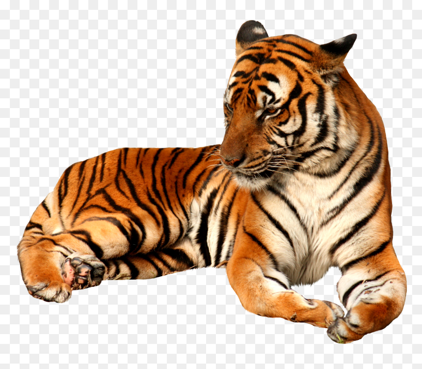 Tiger Png, Transparent Png - tiger png hd