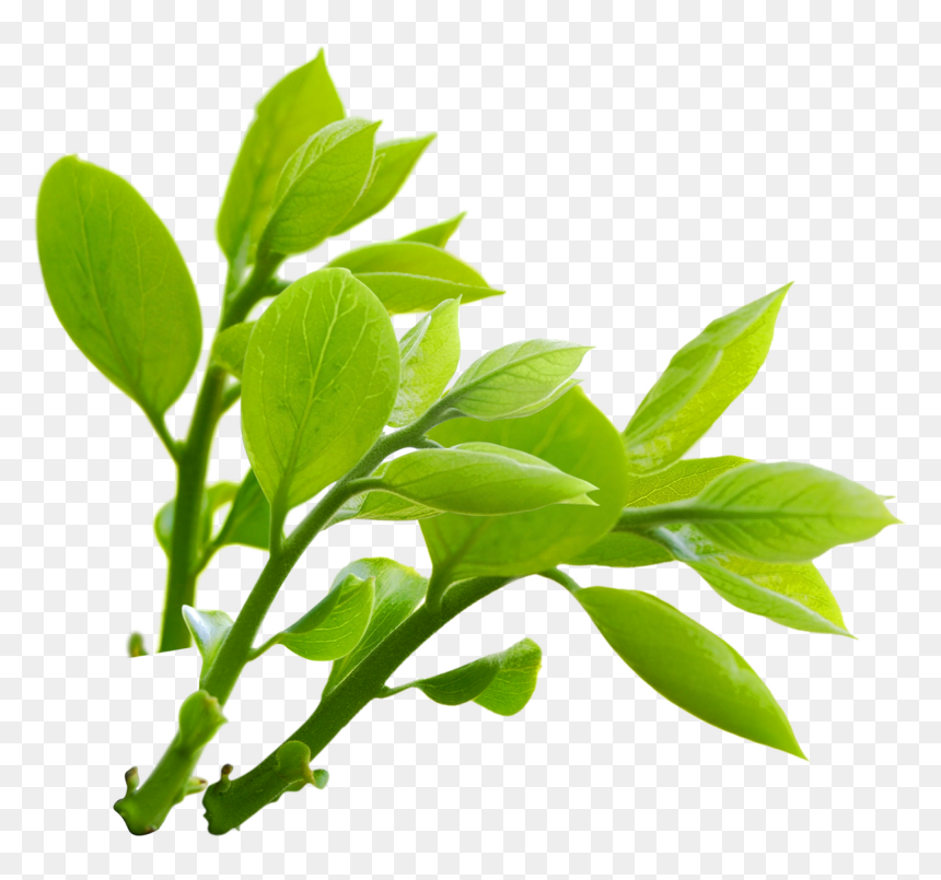 Download Nature Png Transparent Image For Designing - Nature Png, Png Download - nature png images