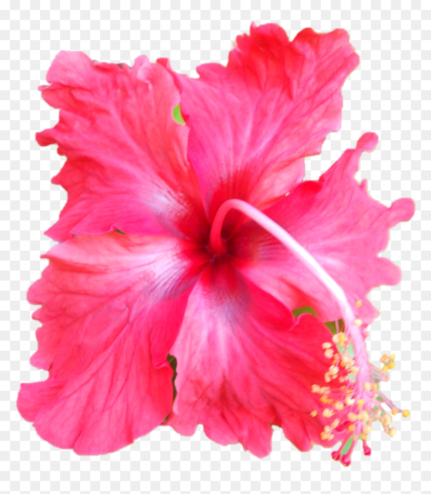 Darshan Of Sri Sarada Devi At Belur Math On - Hawaiian Hibiscus, HD Png Download - devi png