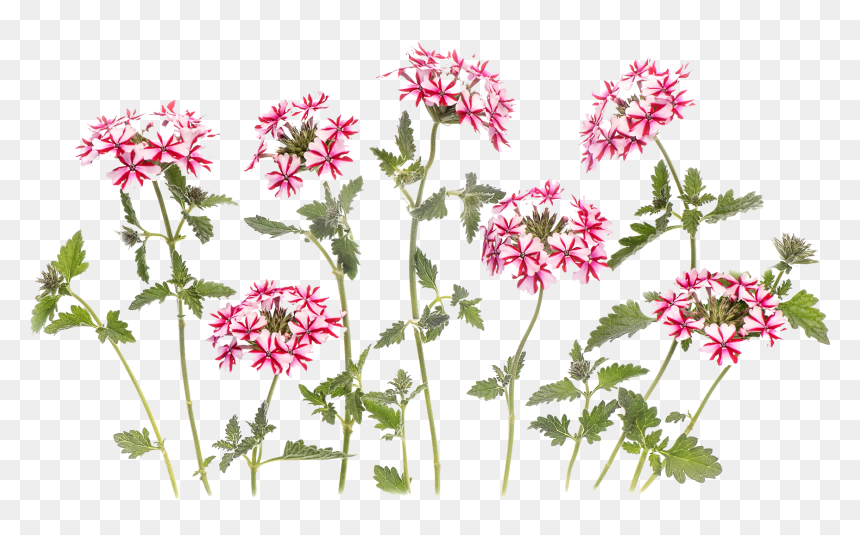 3d Flowers Png Images Download - Rosa Glauca, Transparent Png - png flowers download