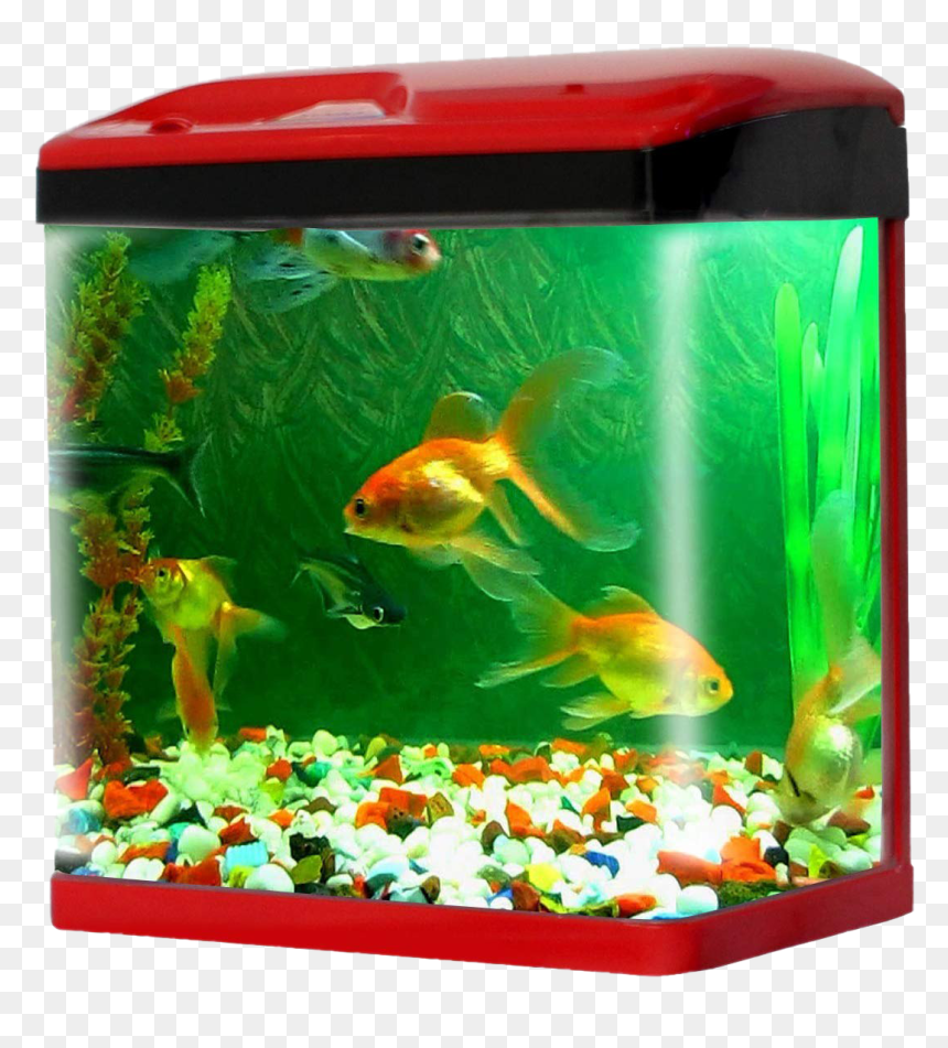 Aquarium Fish Tank Png Pic - Aquarium Fish Tank Price, Transparent Png - fish png images