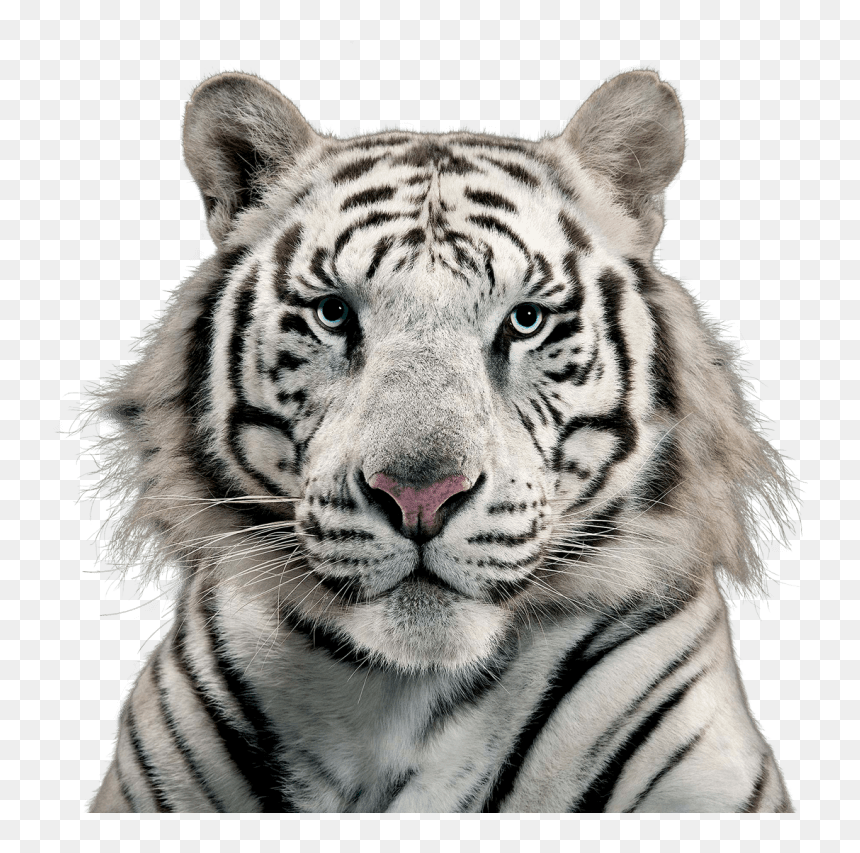 White Tiger Png - Free White Tiger Png, Transparent Png - tiger png hd