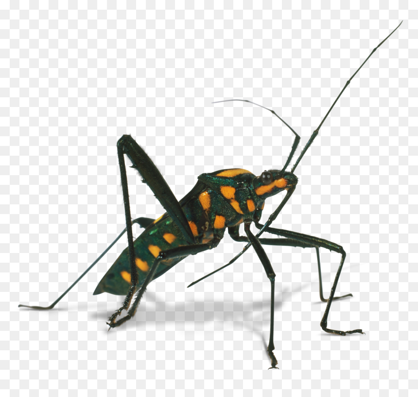 Cricket Clipart Invertebrate, Cricket Invertebrate - Assassin Bug Png, Transparent Png - cricket clipart png
