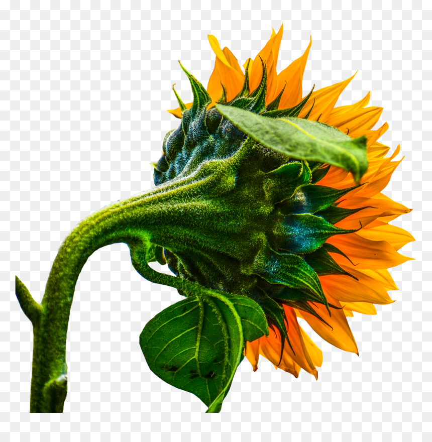 Sunflower Illustration Transparent Hd, HD Png Download - nature png images