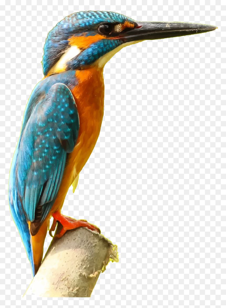 Kingfisher Png Picture - Kingfisher Clipart, Transparent Png - kingfisher png