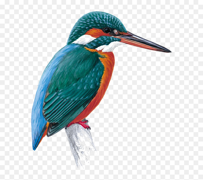 Kingfisher Png Free Download - Kingfisher Png, Transparent Png - kingfisher png