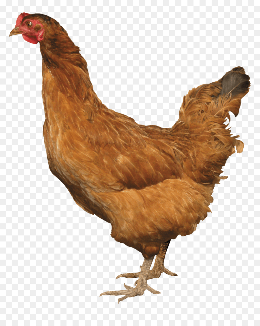 Chicken Png For Web Designing - Brown Chickens Png, Transparent Png - designing png