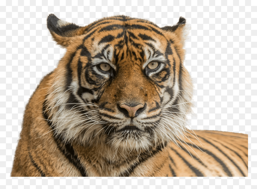 Vector Freeuse Stock Sumatran National Zoo Aquarium - Diergaarde Blijdorp, HD Png Download - tiger png hd
