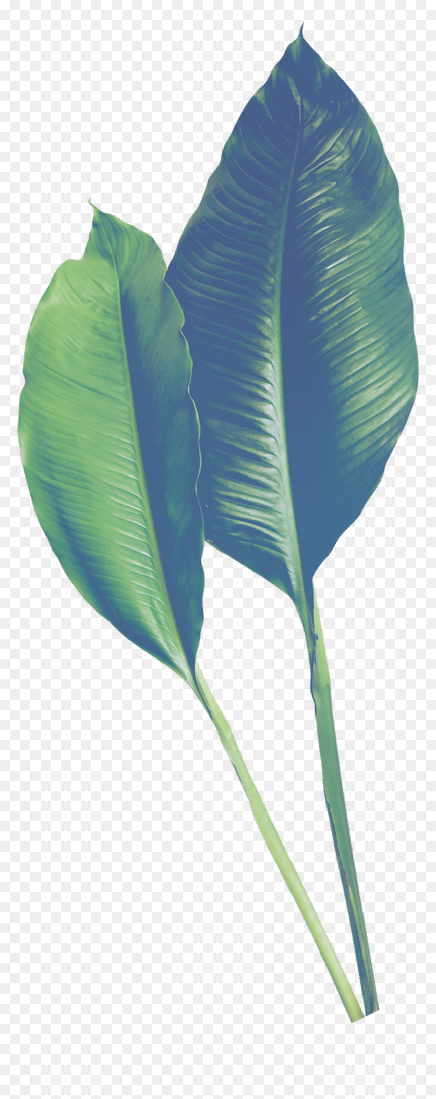 Hand Painted Realistic Banana Leaf Transparent - Portable Network Graphics, HD Png Download - full banana leaf png
