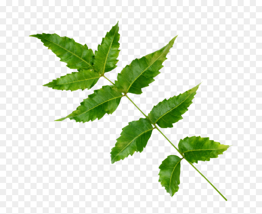 Maple Leaf, HD Png Download - neem tree png