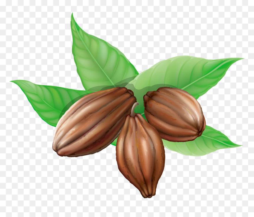 Cacao Bean Clipart, HD Png Download - vector png hd