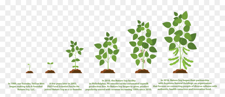 Soybean Updated File, HD Png Download - nature png images