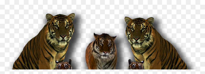 Tiger Pngpng, Transparent Png - tiger png hd