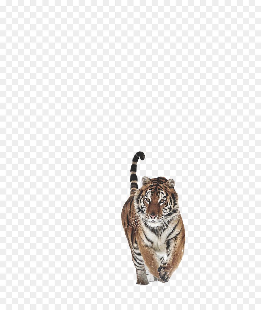Picsart Photo Studio, HD Png Download - tiger png hd