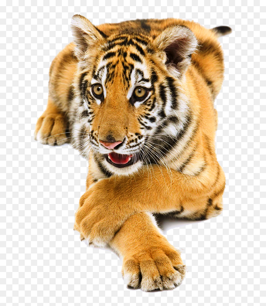 By Lg Design On, HD Png Download - tiger png hd