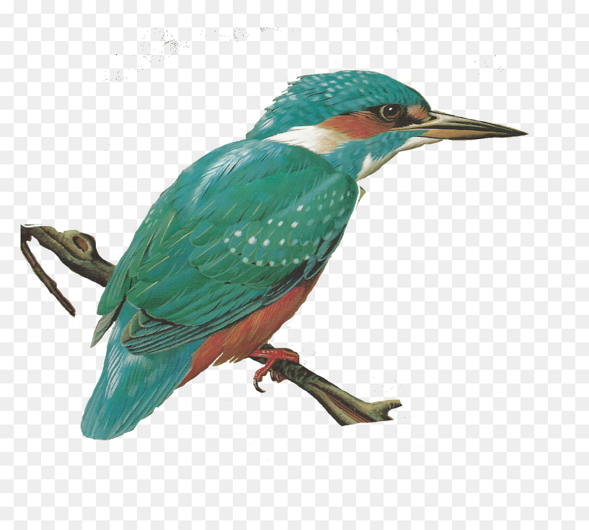 Free Images Of Birds, HD Png Download - kingfisher png