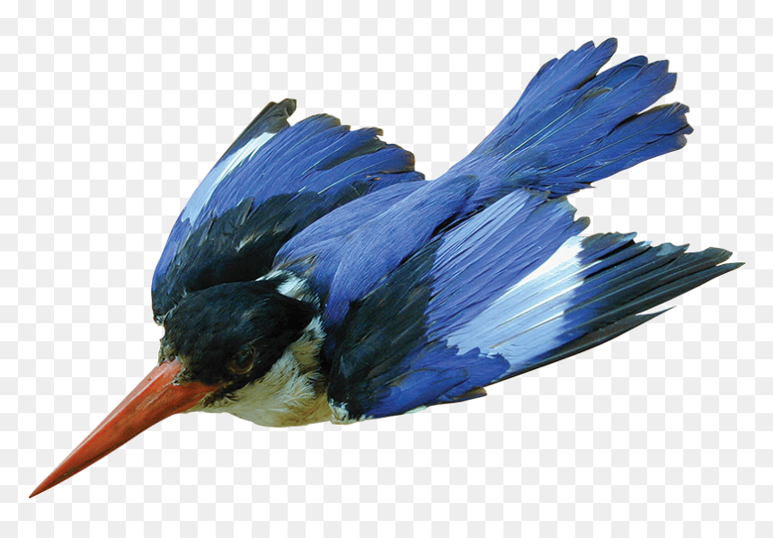 This Week"s What"s On The Van Comes From Malgosia Nowak-kemp, - Belted Kingfisher, HD Png Download - kingfisher png