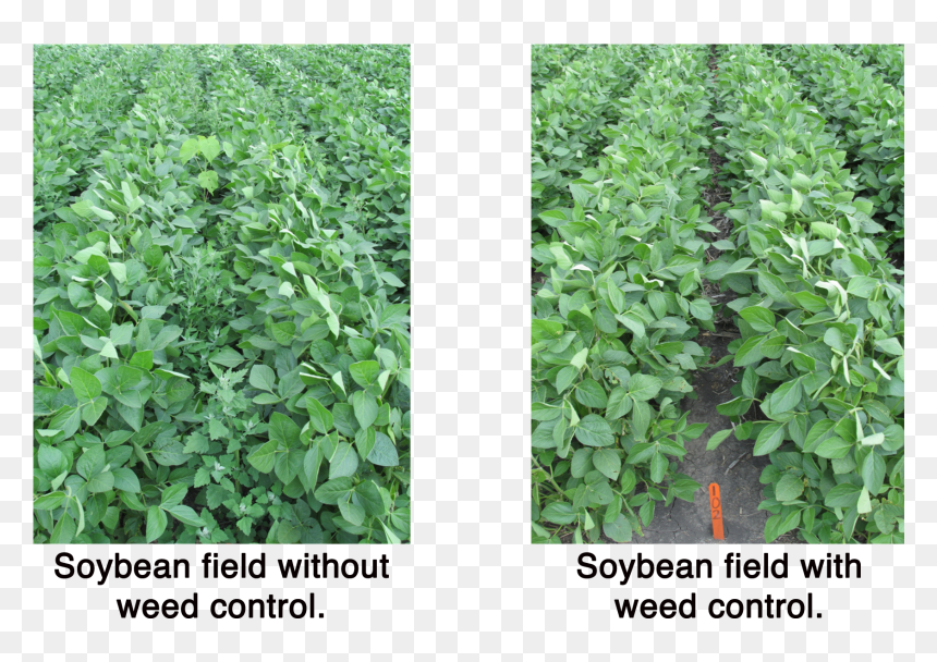 Transparent Plants Top View Png - Cash Crop, Png Download - weeds png