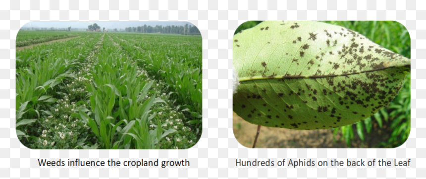 Therefore, The Prevention And Management Of Weeds & - Agriculture, HD Png Download - weeds png