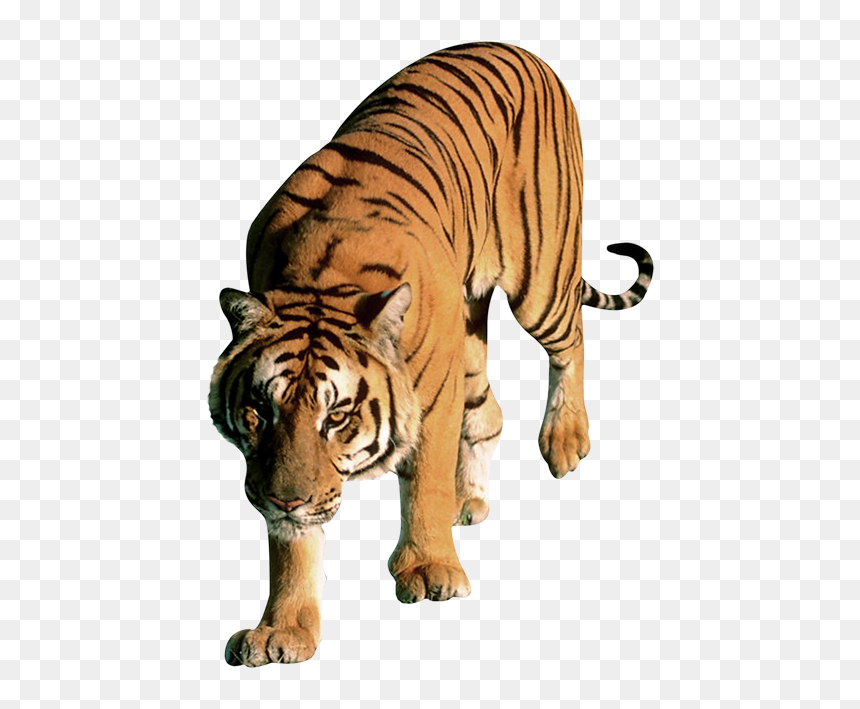 Drawing Sumatran Tiger, HD Png Download - tiger png hd