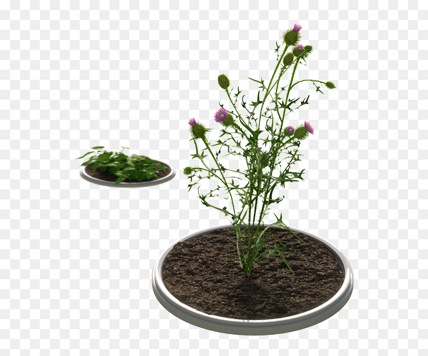 Improved Control Of Tough Weeds - Houseplant, HD Png Download - weeds png