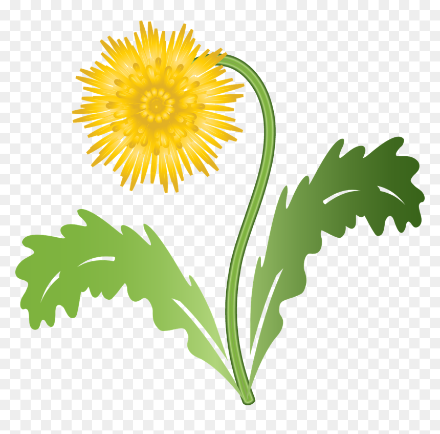 Graphic Dandelion Flower - Dandelion Graphic, HD Png Download - weeds png