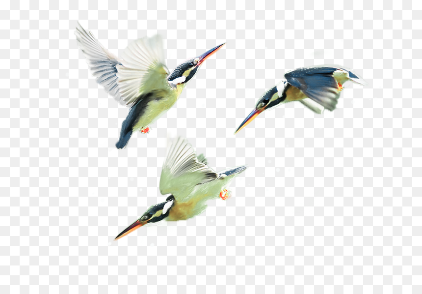 Therapy Services Teen Issues Kingfisher Birds - Coraciiformes, HD Png Download - kingfisher png