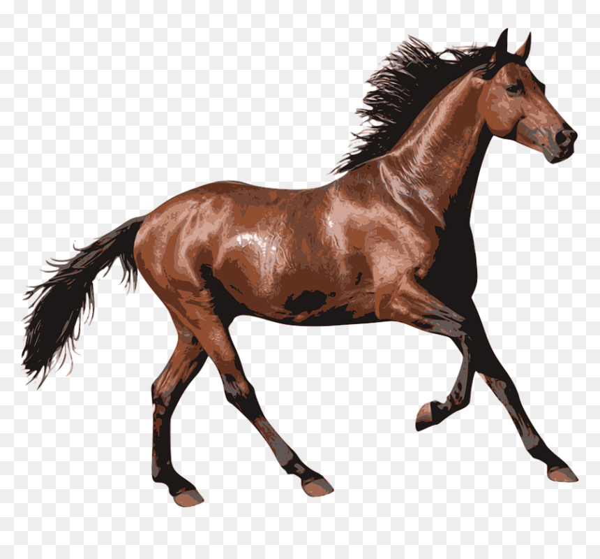 Horse Transparent Background, HD Png Download - kuda png