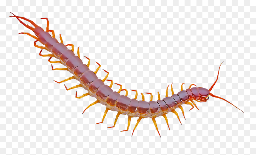 Centipede Png, Transparent Png - centipede png