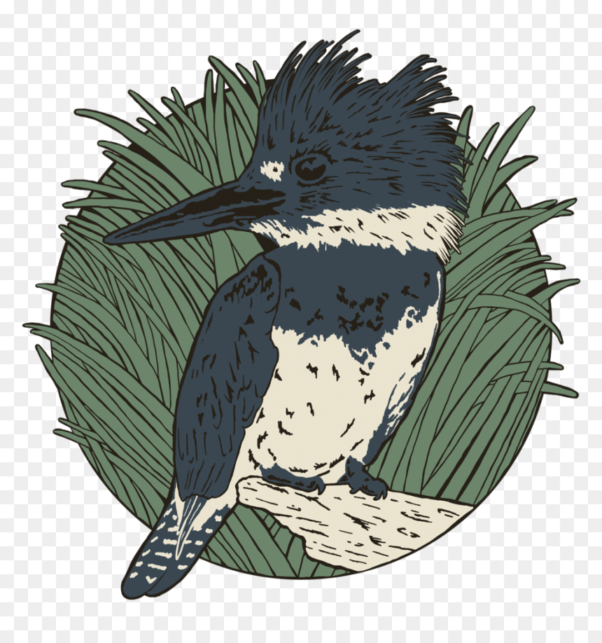 Kingfisher - Belted Kingfisher, HD Png Download - kingfisher png