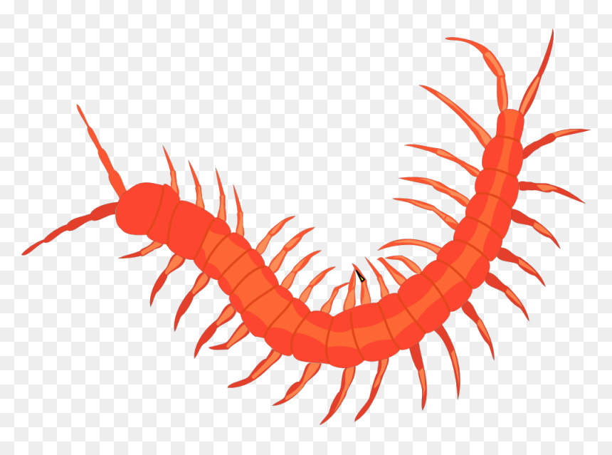 Transparent Worms Png - Centipede Clipart, Png Download - centipede png