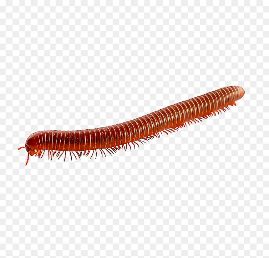 Millipede Png, Transparent Png - centipede png
