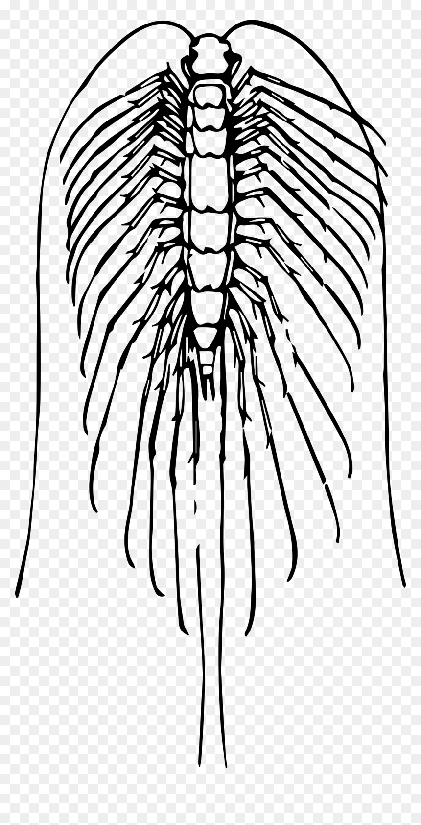 Centipede Clip Arts - Centipedes, HD Png Download - centipede png