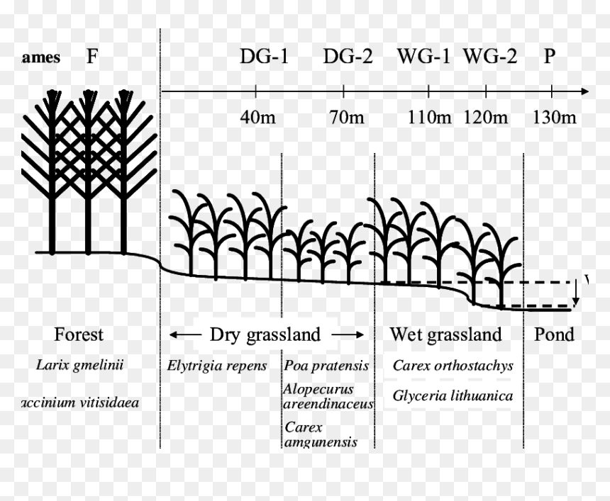 Description Of The Transect In The Neleger Alas Study - Illustration, HD Png Download - alas png