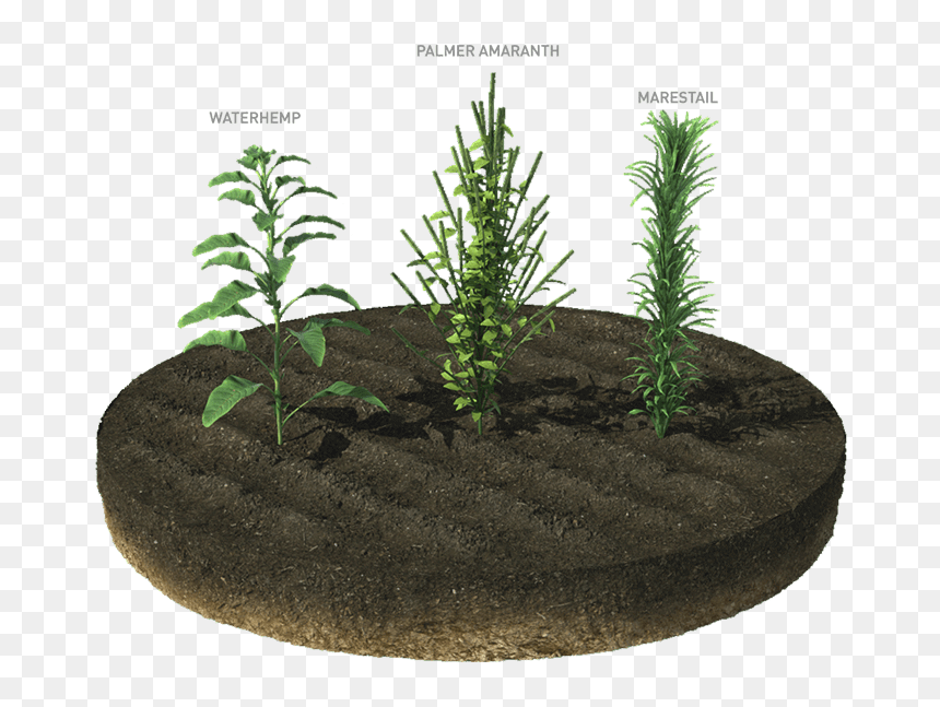 Houseplant, HD Png Download - weeds png