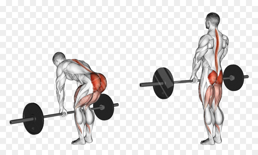 Transparent Dead Bodies Png - Muscles Does Deadlift Work, Png Download - workout png