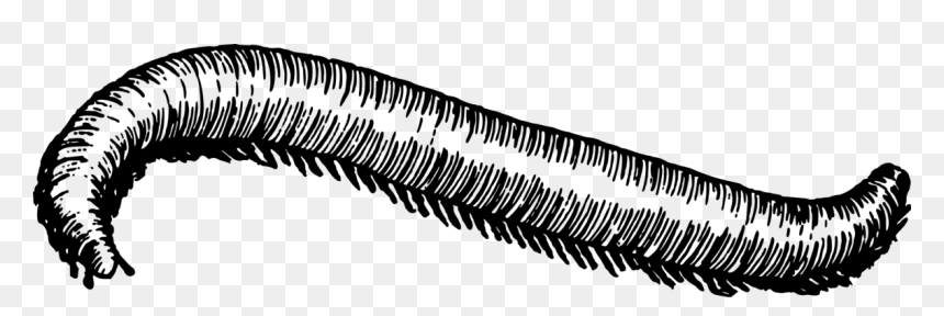 Millipede Black And White, HD Png Download - centipede png