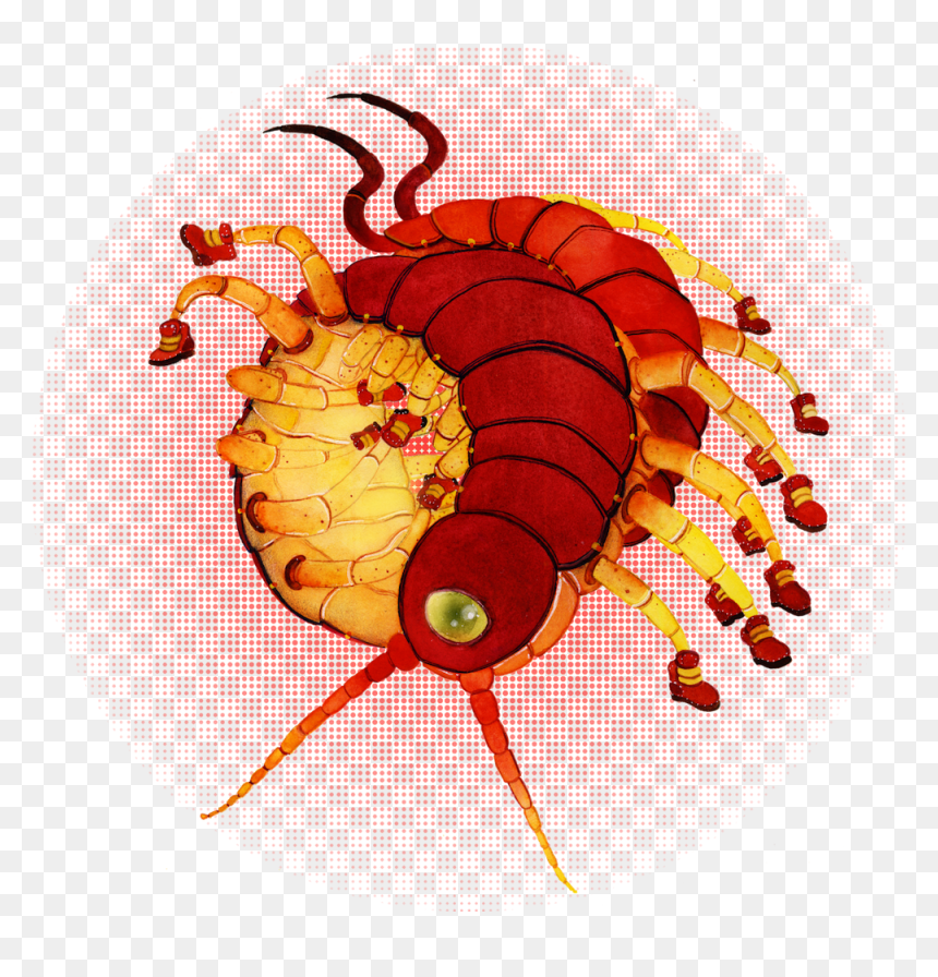 A Centipede Wearing Sneakers For Katedrawsthings - Moscow, HD Png Download - centipede png
