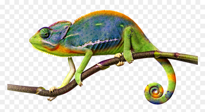 Transparent Chameleon Png, Png Download - chameleon png