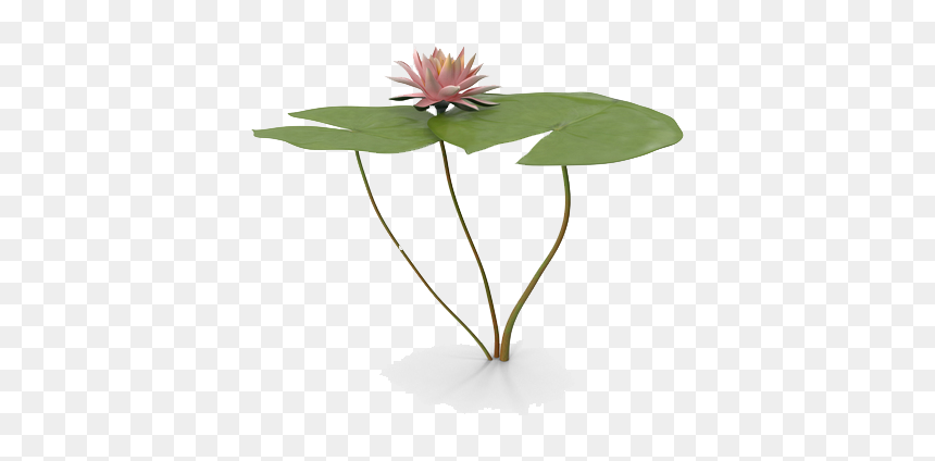 Water Lily Png Free Download, Transparent Png - water lily png