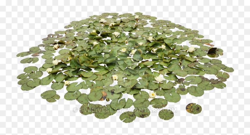 Waterlily Pond Png - Water Lily Plant Png, Transparent Png - water lily png