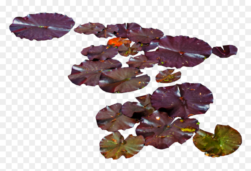 Water Lily Png , Png Download - Waterlilies Png, Transparent Png - water lily png