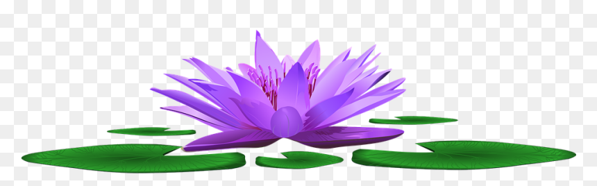 Pond, HD Png Download - water lily png