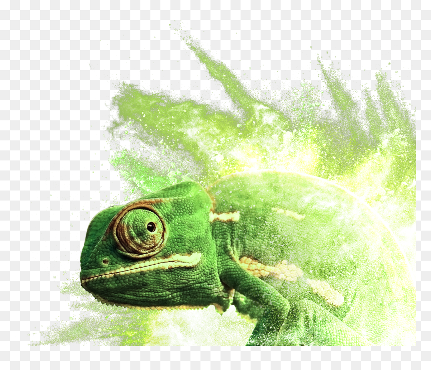 Common Chameleon , Png Download - Common Chameleon, Transparent Png - chameleon png