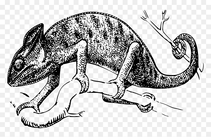 Chameleon Clip Arts - Chameleon Clip Art, HD Png Download - chameleon png
