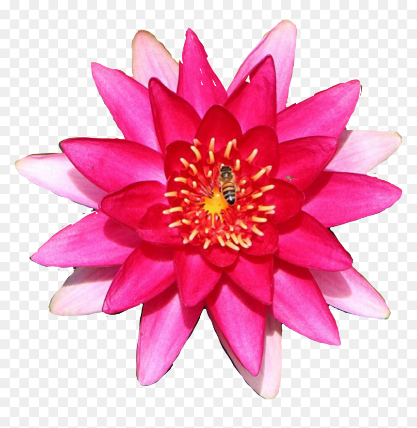 #lily #flower #waterlily, HD Png Download - water lily png