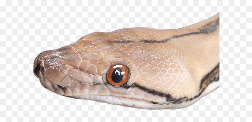 Snake Head Close Up Clip Arts - Snake Head Transparent, HD Png Download - snake head png