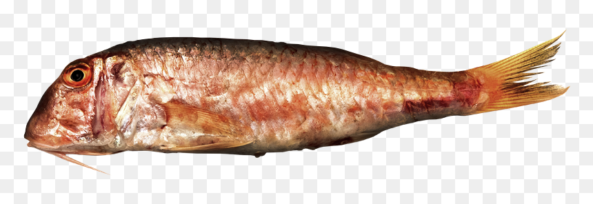 Red Mullet, Striped Mullet - Striped Red Mullet, HD Png Download - mullet png