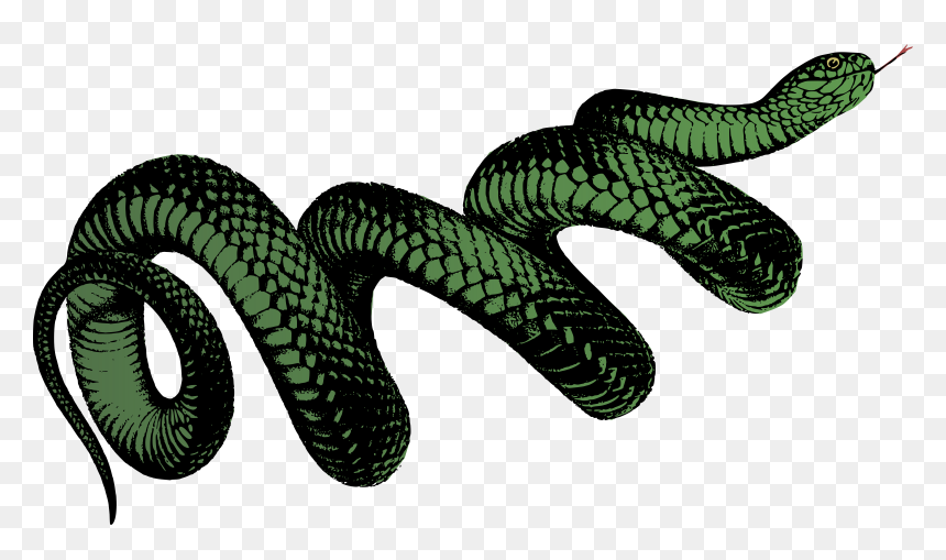 Colour Clip Arts - Transparent Transparent Background Snake Png, Png Download - serpent png